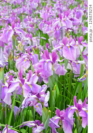 大阪　ハナショウブが咲き誇る城北菖蒲園の風景 126878254