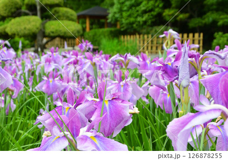 大阪　ハナショウブが咲き誇る城北菖蒲園の風景 126878255