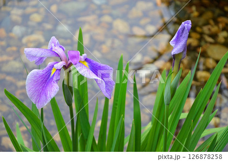 大阪　城北菖蒲園のハナショウブ 126878258