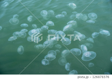 水クラゲ 126878376