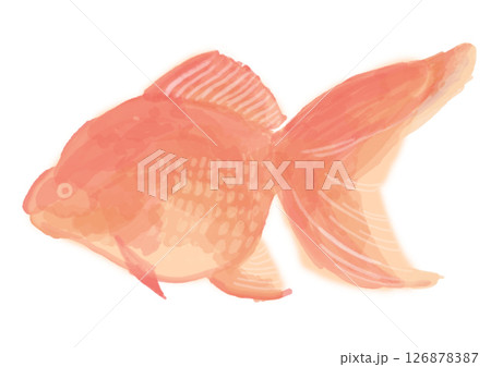 水彩画風の赤い金魚のイラスト 126878387