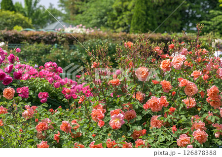 花盛りのバラ園 126878388
