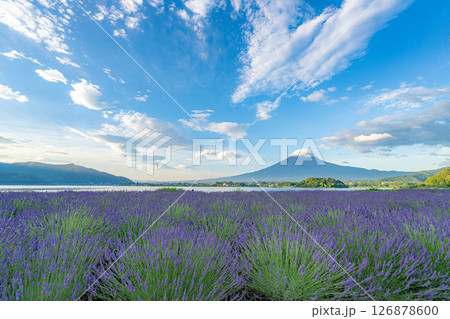 【夏素材】朝の河口湖から見る富士山とラベンダー【山梨県】 【夏素材】朝の河口湖から見る富士山とラベンダー【山梨県】 126878600