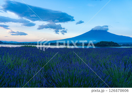 【夏素材】朝の河口湖から見る富士山とラベンダー【山梨県】 【夏素材】朝の河口湖から見る富士山とラベンダー【山梨県】 126878606
