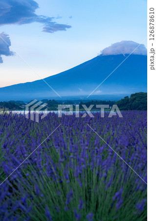 【夏素材】朝の河口湖から見る富士山とラベンダー【山梨県】 126878610