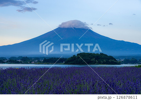 【夏素材】朝の河口湖から見る富士山とラベンダー【山梨県】 【夏素材】朝の河口湖から見る富士山とラベンダー【山梨県】 126878611