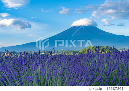 【夏素材】朝の河口湖から見る富士山とラベンダー【山梨県】 【夏素材】朝の河口湖から見る富士山とラベンダー【山梨県】 126878614