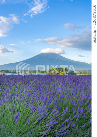 【夏素材】朝の河口湖から見る富士山とラベンダー【山梨県】 【夏素材】朝の河口湖から見る富士山とラベンダー【山梨県】 126878616