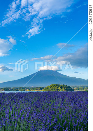 【夏素材】朝の河口湖から見る富士山とラベンダー【山梨県】 【夏素材】朝の河口湖から見る富士山とラベンダー【山梨県】 126878617
