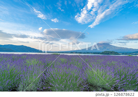 【夏素材】朝の河口湖から見る富士山とラベンダー【山梨県】 126878622