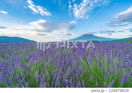 【夏素材】朝の河口湖から見る富士山とラベンダー【山梨県】 126878629