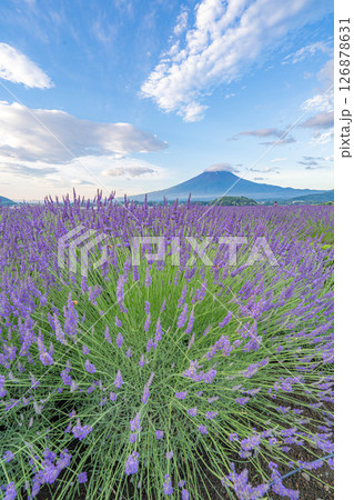 【夏素材】朝の河口湖から見る富士山とラベンダー【山梨県】 【夏素材】朝の河口湖から見る富士山とラベンダー【山梨県】 126878631