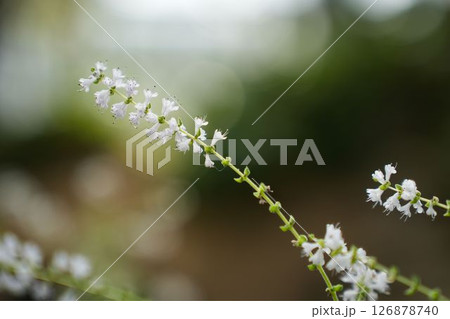 小さなフブキバナの花 小さなフブキバナの花 126878740