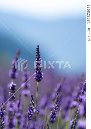 【花素材】河口湖のラベンダーと青空【山梨県】 126878921