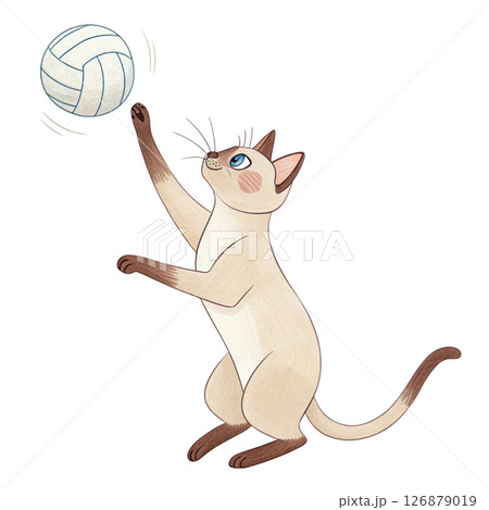 cat breeds in the world Play all kinds of sports white background cat breeds in the world Play all kinds of sports white background 126879019
