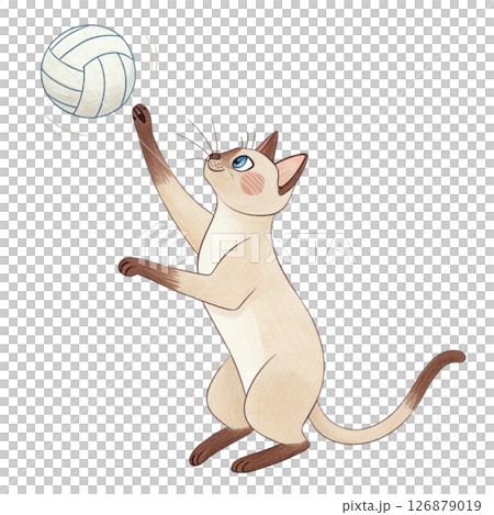 cat breeds in the world Play all kinds of sports white background cat breeds in the world Play all kinds of sports white background 126879019