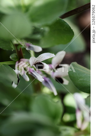 そら豆の花 126879062