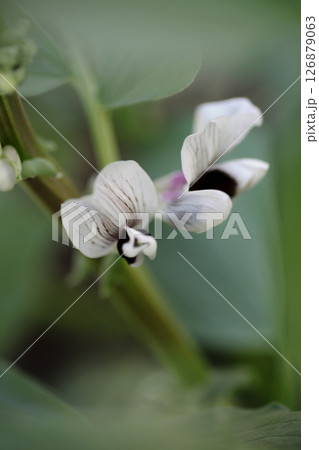 そら豆の花 126879063