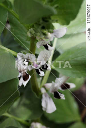 そら豆の花 そら豆の花 126879067