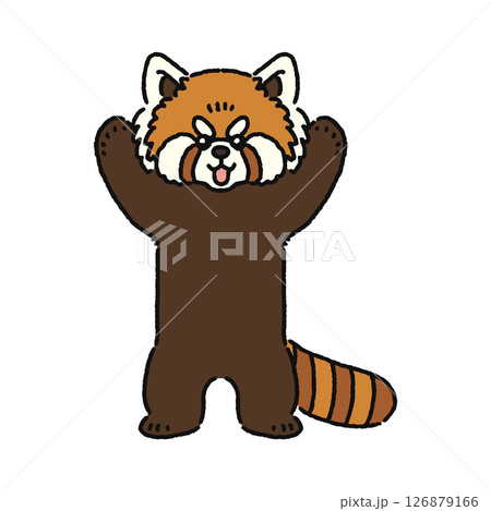 かわいいレッサーパンダ かわいいレッサーパンダ 126879166