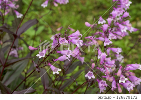 ペンステモン ジギタリス 'ダークタワーズ' ペンステモン ジギタリス 'ダークタワーズ' 126879172