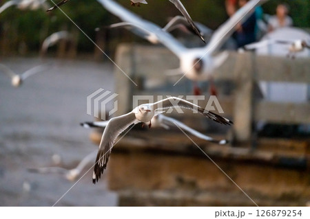 Many seagulls fleeing from the cold weather in Siberia come to Bang Pu, Samut Prakan Province, Thailand, from December to the end of March every year. Many seagulls fleeing from the cold weather in Siberia come to Bang Pu, Samut Prakan Province, Thailand, from December to the end of March every year. 126879254