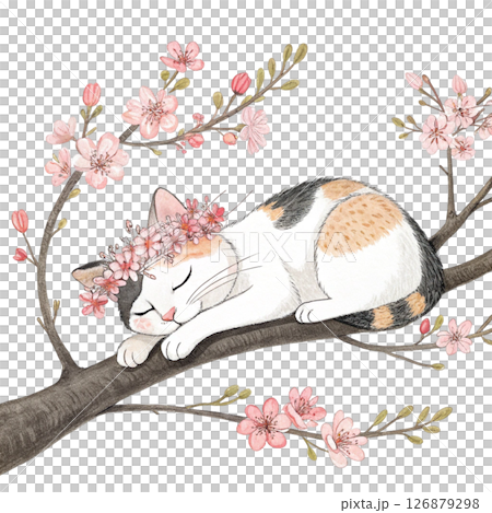 cat breeds in the world Wearing a flower crown Sleeping on the national flower white background 126879298
