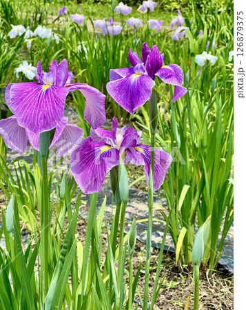 凛として美しい初夏の花菖蒲 凛として美しい初夏の花菖蒲 126879375