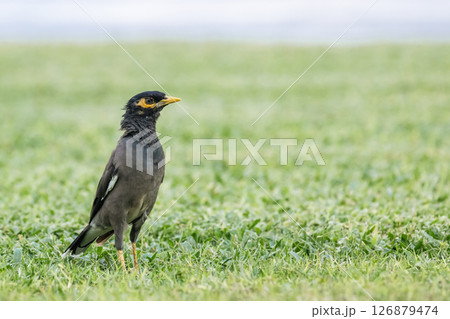 bird common myna stands on a green lawn, Indian myna, Acridotheres tristis. 126879474