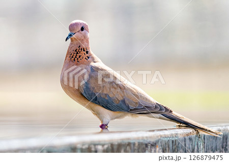 Pink pigeon, Spilopelia senegalensis, bird laughing dove close up. Pink pigeon, Spilopelia senegalensis, bird laughing dove close up. 126879475