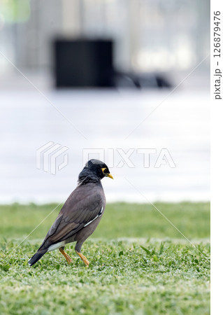 bird common myna stands on a green lawn, Indian myna, Acridotheres tristis. 126879476