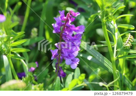 春の野原に咲くナヨクサフジの紫色の花 126879479