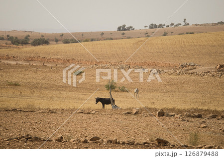 高原のロバ 高原のロバ 126879488