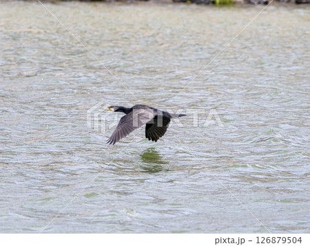 川の水面を低空飛行する川鵜 川の水面を低空飛行する川鵜 126879504