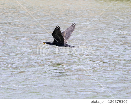 川の水面を低空飛行する川鵜 126879505
