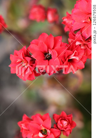 カランコエの花 126879508