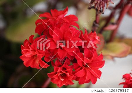 カランコエの花 126879517