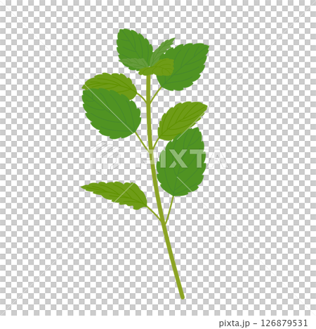 Lemon balm 126879531