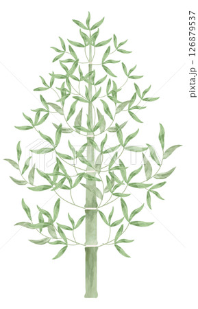 水彩で描いたまっすぐに伸びるシンプルな竹のイラスト 126879537