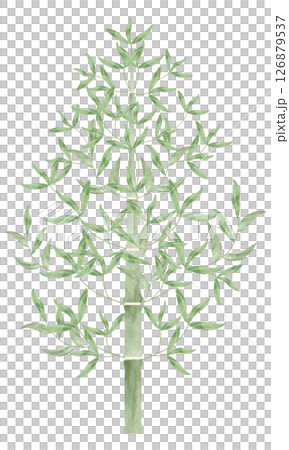 水彩で描いたまっすぐに伸びるシンプルな竹のイラスト 126879537