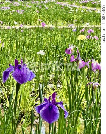のどかな初夏の花菖蒲園 のどかな初夏の花菖蒲園 126879655