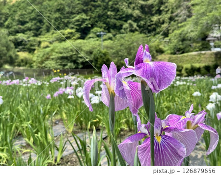 のどかな初夏の花菖蒲園 126879656