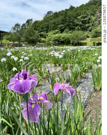 のどかな初夏の花菖蒲園 のどかな初夏の花菖蒲園 126879657