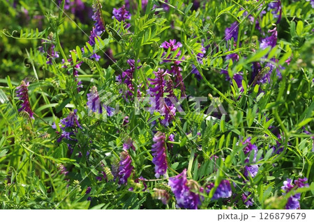 春の野原に咲く紫色のナヨクサフジの花 126879679