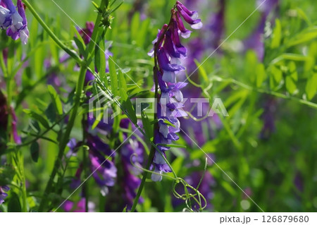 春の野原に咲く紫色のナヨクサフジの花 春の野原に咲く紫色のナヨクサフジの花 126879680