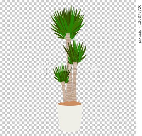 盆栽絲蘭（幼樹） 126879720