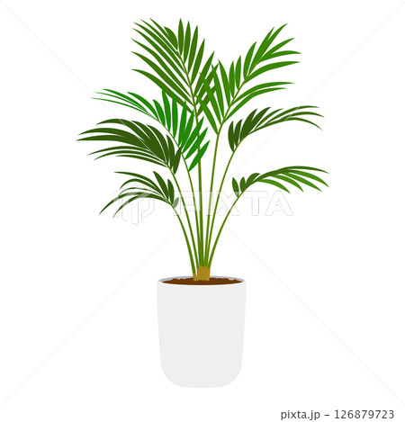 アレカヤシの鉢植え 126879723