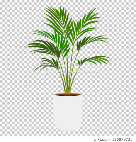 アレカヤシの鉢植え 126879723