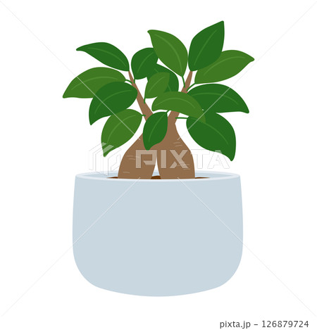 ガジュマルの鉢植え 126879724