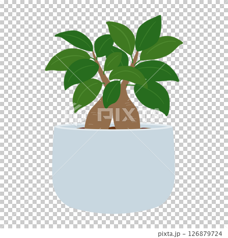 ガジュマルの鉢植え 126879724